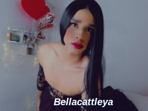 Bellacattleya