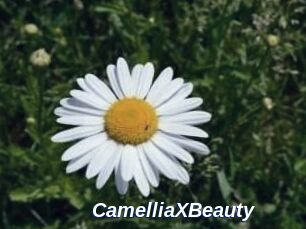 Camellia_XBeauty