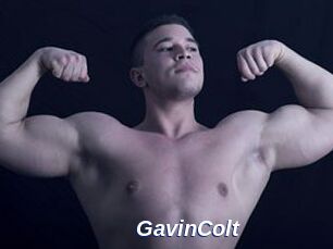 GavinColt