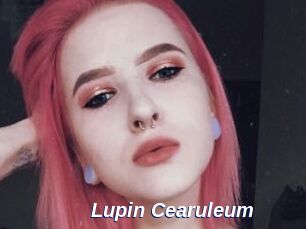 Lupin_Cearuleum