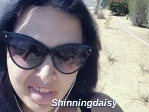 Shinningdaisy